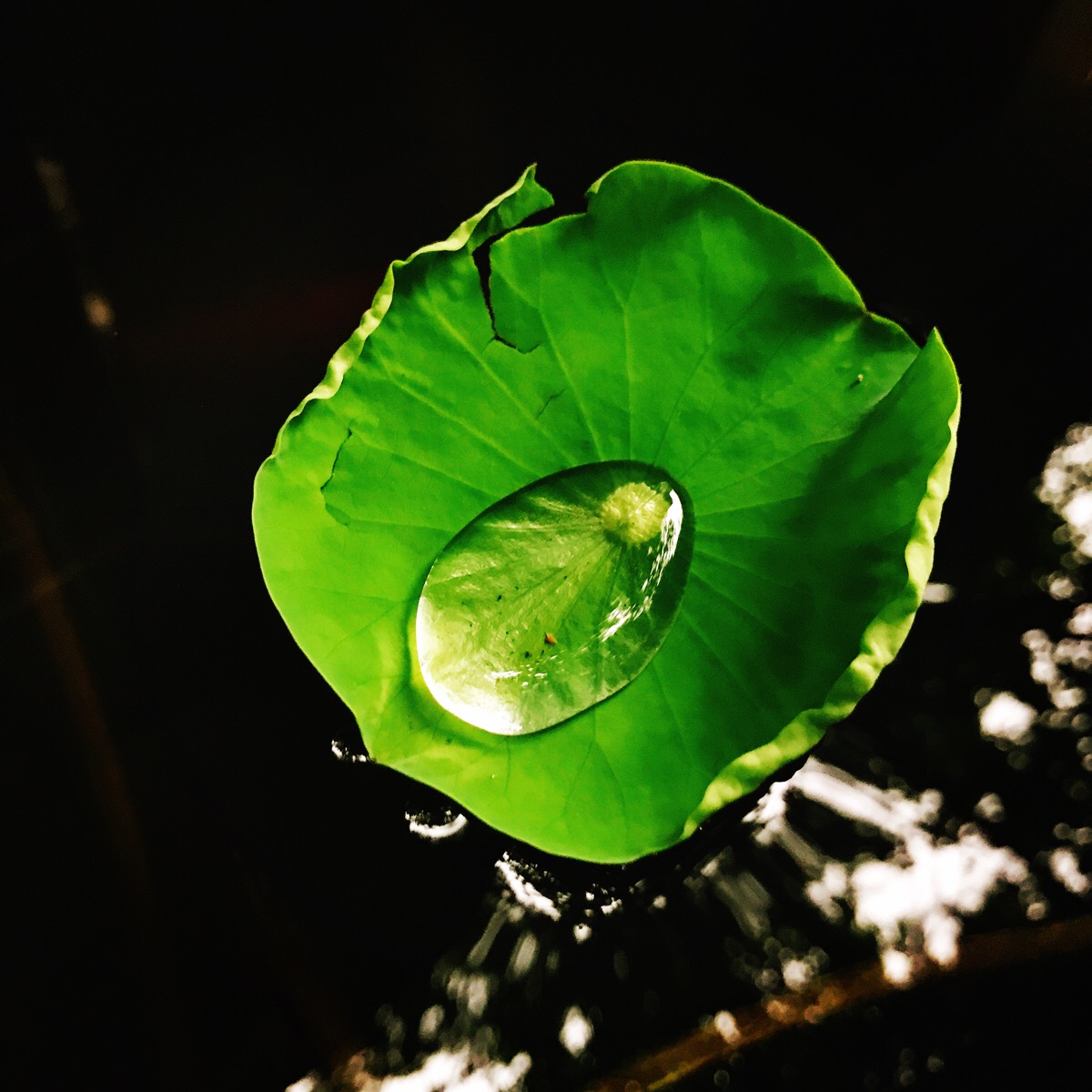 雨潇潇 碌忙忙 风雨飘摇 我心向阳