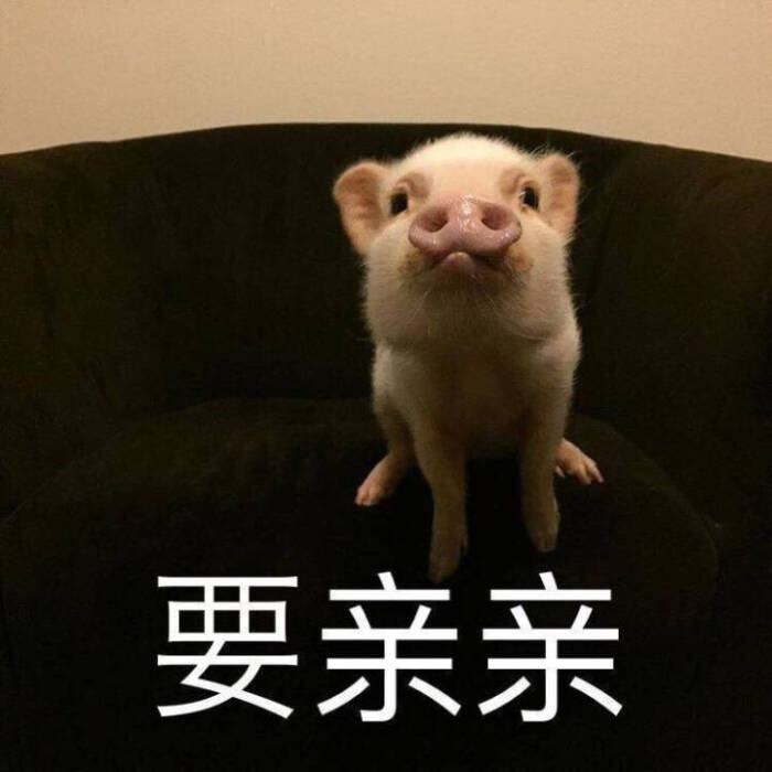 小猪表情包