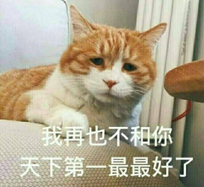 哼哼哼,你居然说橘猫很胖,不和你好了( д)