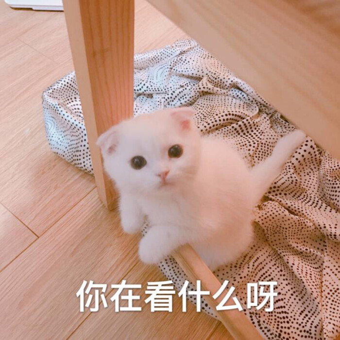 你在看什么呀 奶猫 表情包 (来源微博)