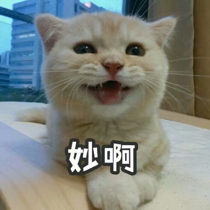喵咪系列 搞笑 gif 暴走漫画 文字控 斗图 表情包 金馆长表情包 装逼