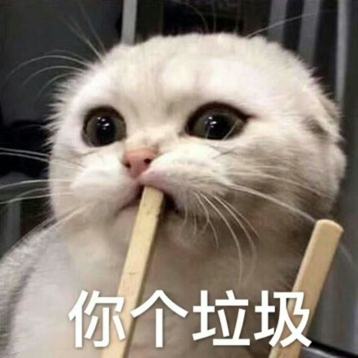 喵咪系列 搞笑 gif 暴走漫画 文字控 斗图 表情包 金馆长表情包 装逼