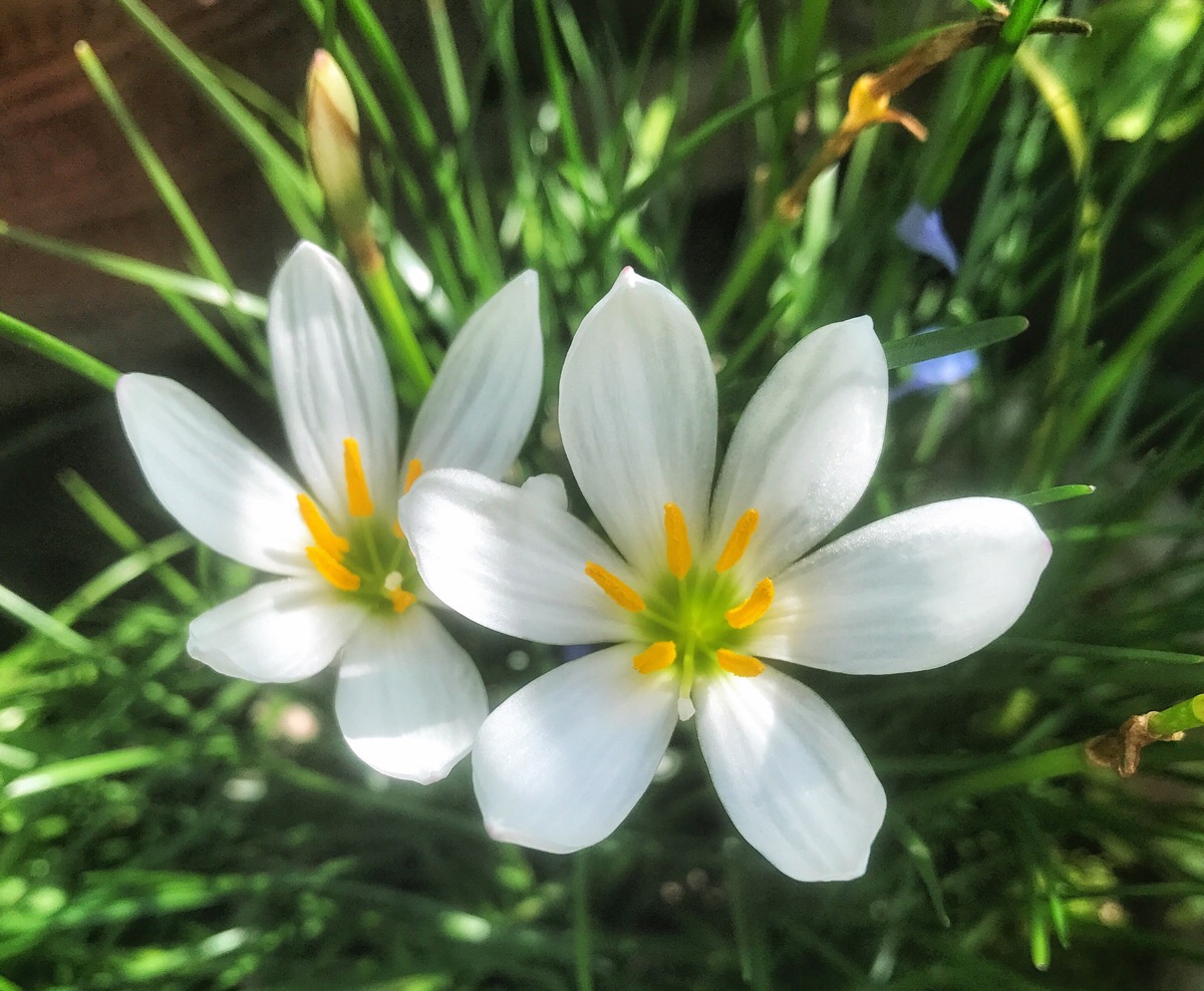 韭兰(风雨花)