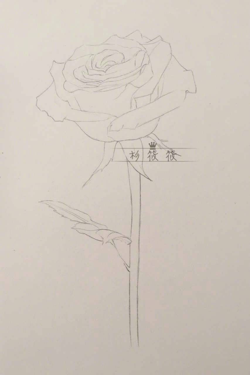 手绘插画教程# 标准的彩铅玫瑰 (作者:@杉筱筱 )