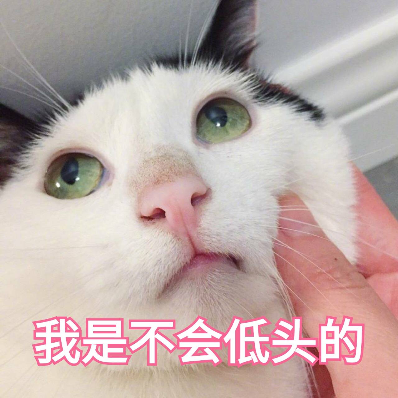 来源 微博 猫咪表情包