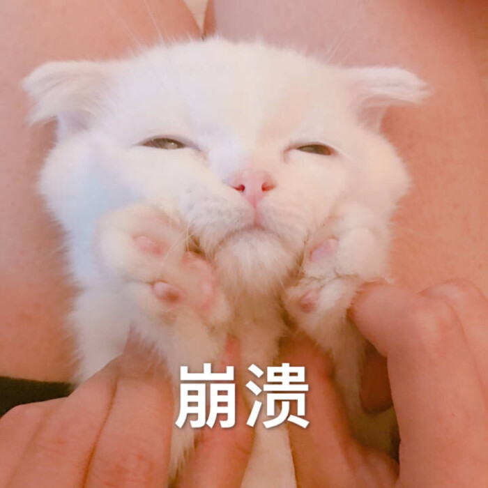 崩溃 猫 表情包