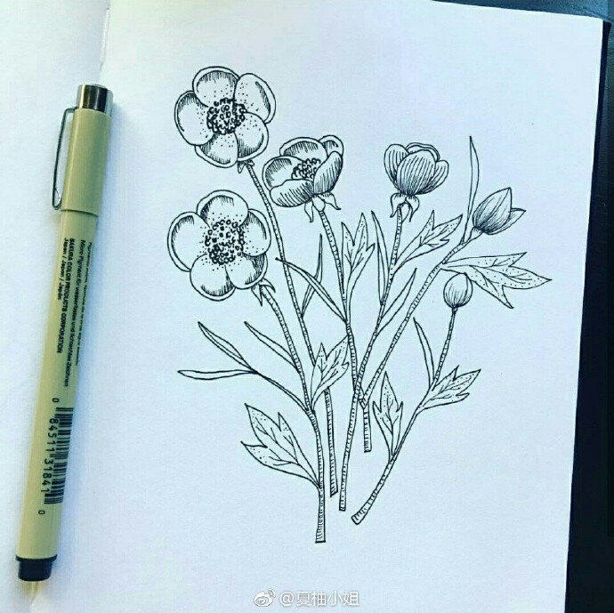 分享一波植物涂鸦小画~#小清新插画##简笔画##每天画画