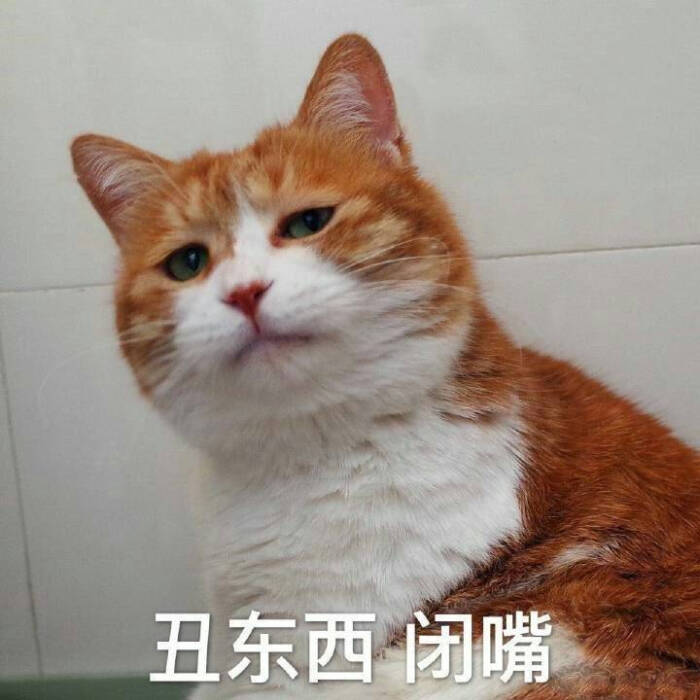 猫,表情包,丑东西闭嘴