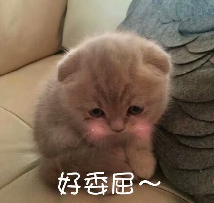 猫咪表情包