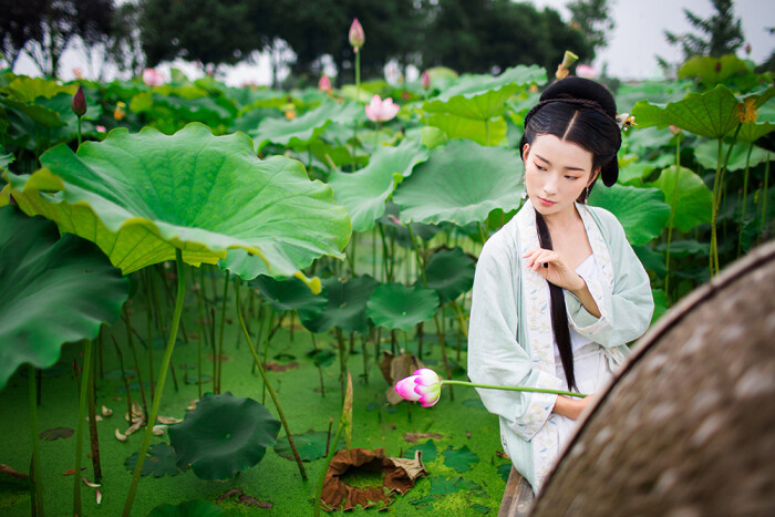 荷叶五寸荷花娇,贴波不碍画船摇;相到薰风四五月,也能遮却美人腰.