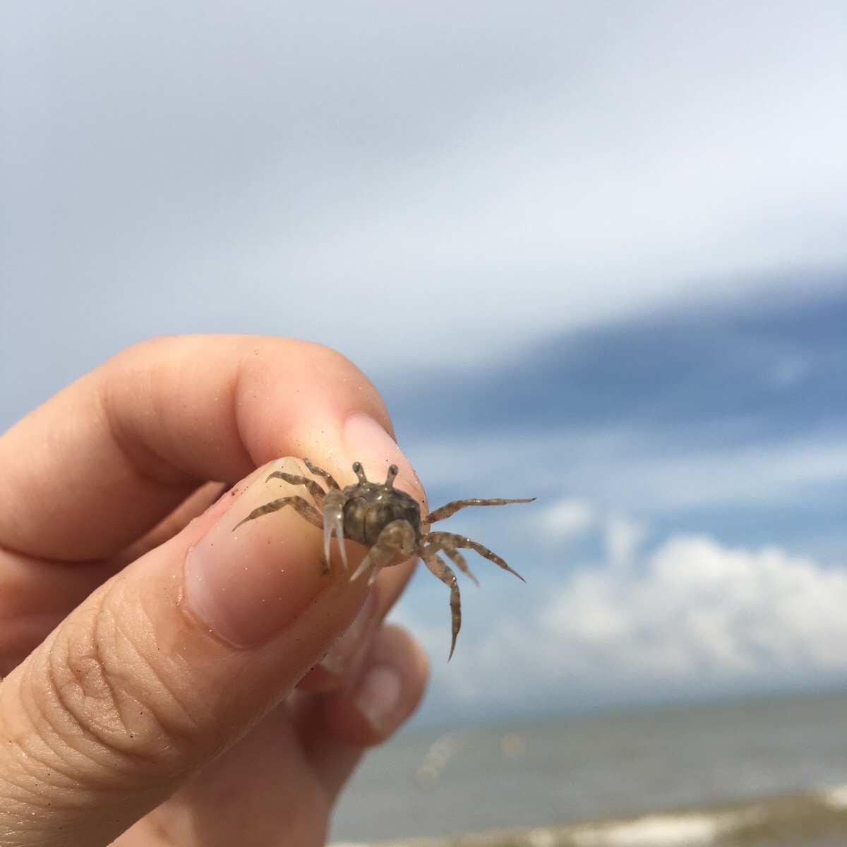 海边抓到一只螃蟹,哈哈