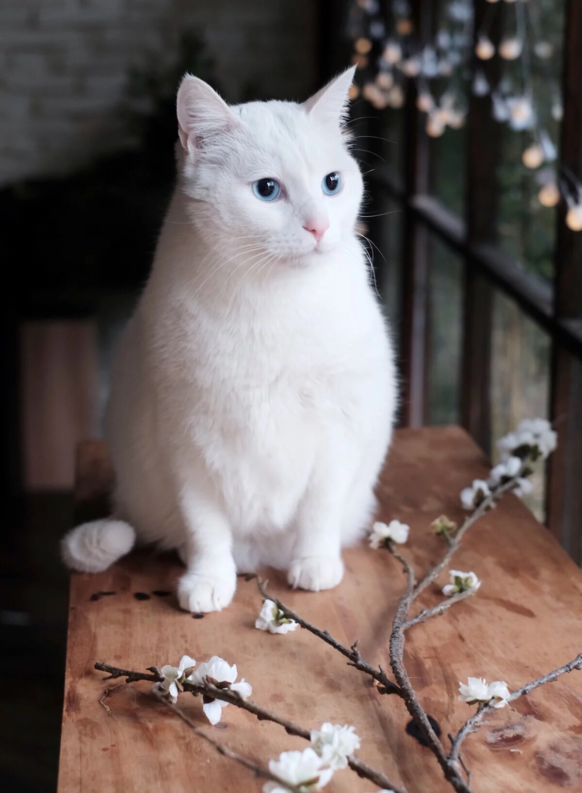 窗边有余香的梅花枝条和白猫