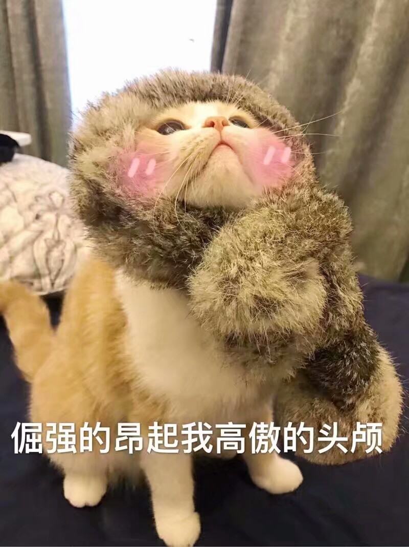 猫咪表情包可爱