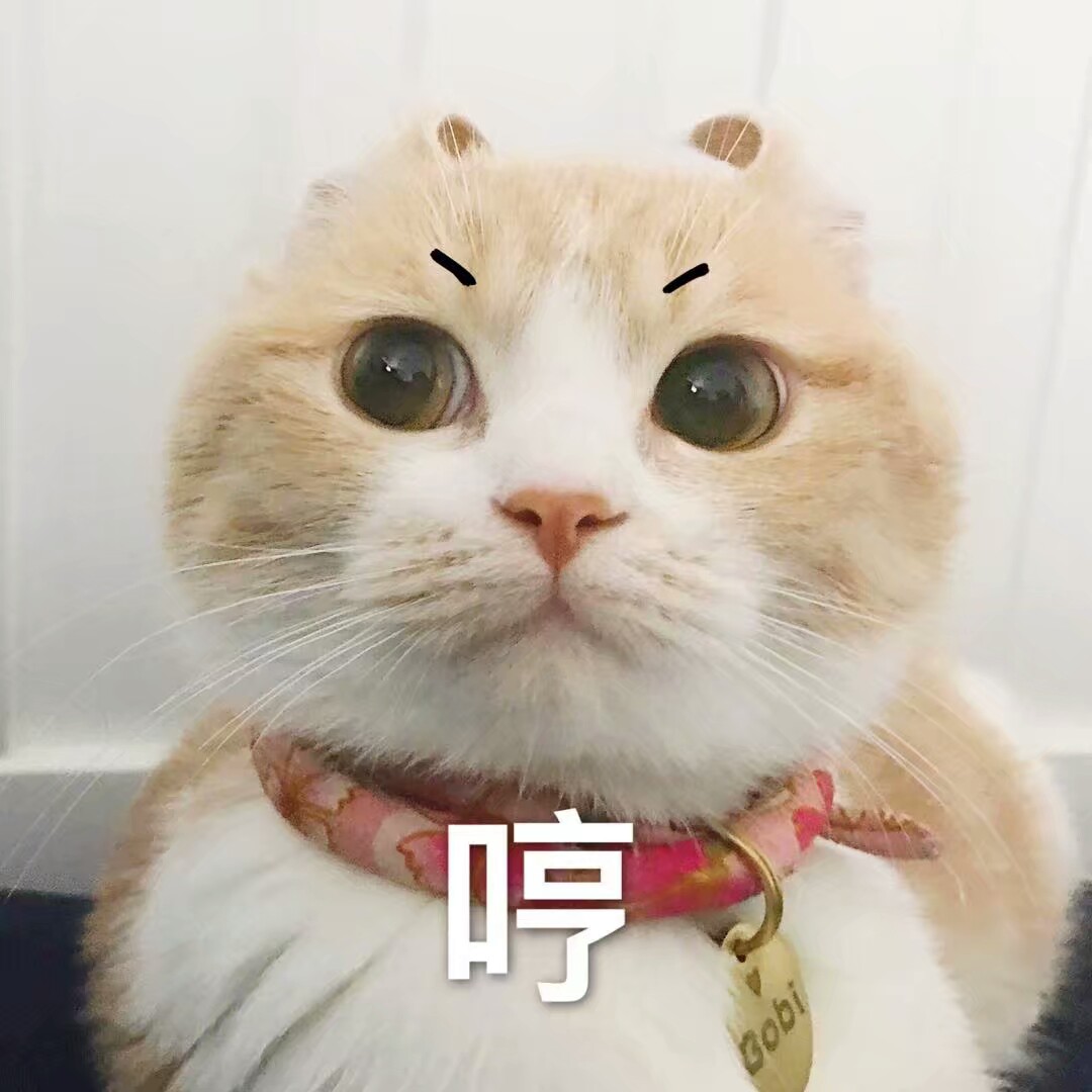 2017年7月11日 11:06   关注  猫 可爱 头像 表情包 评论 收藏