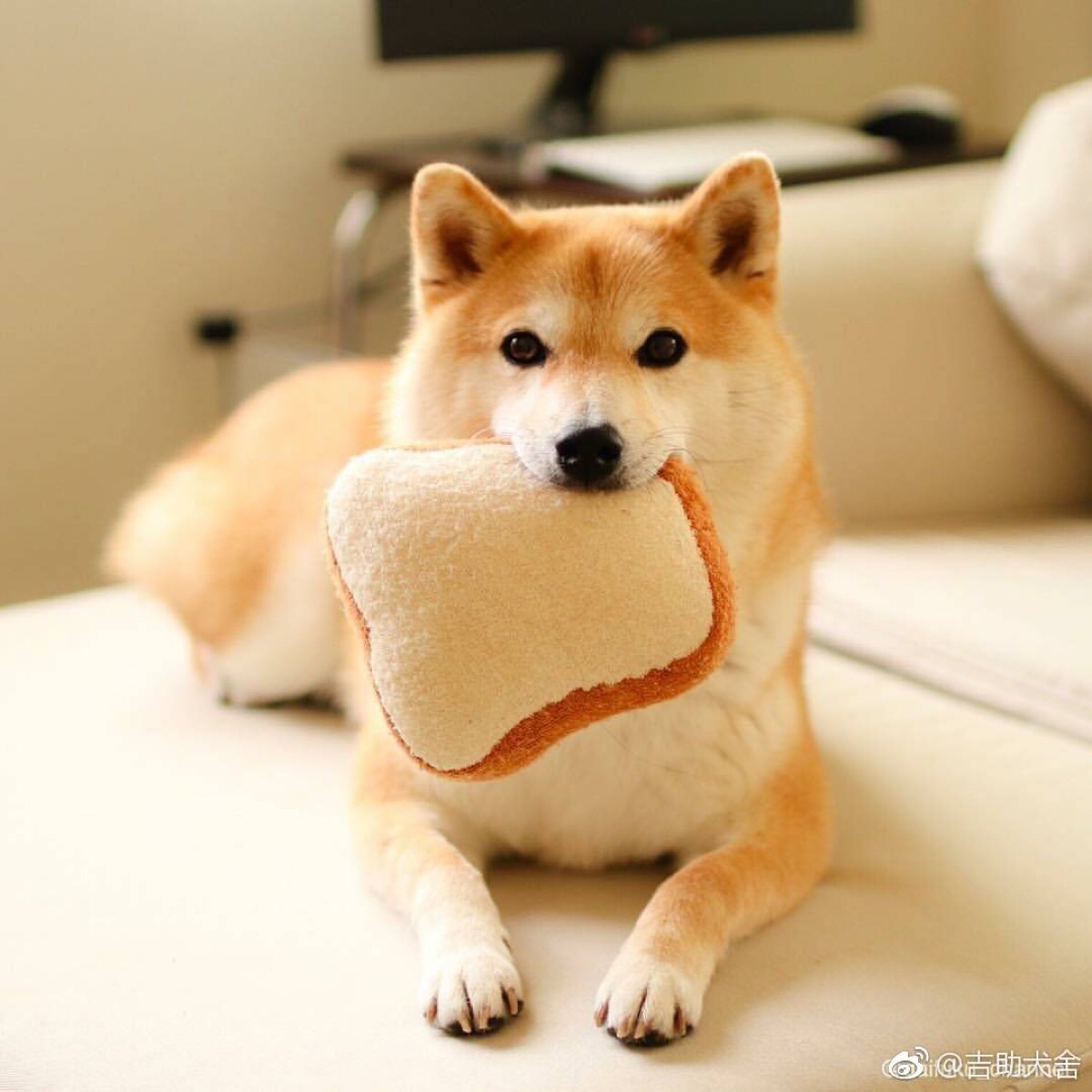 柴犬