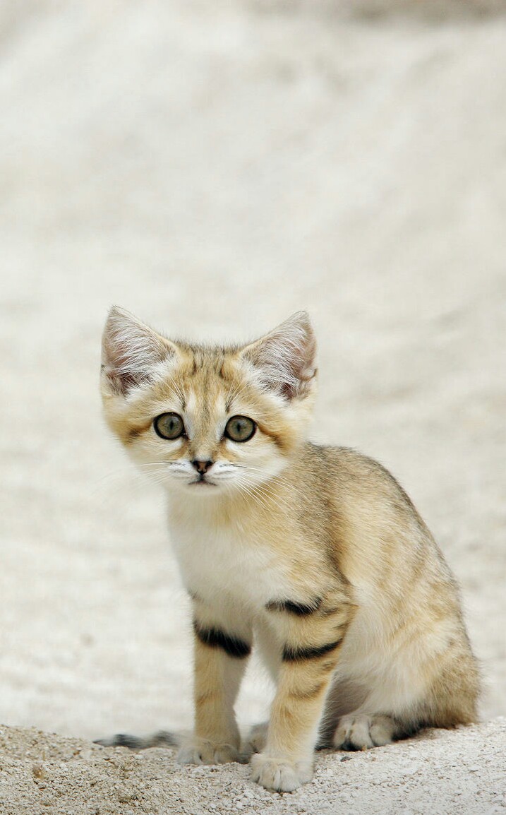 沙丘猫 