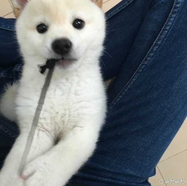白色柴犬宝宝小时候简直可爱度满分!instagram:chunchan10