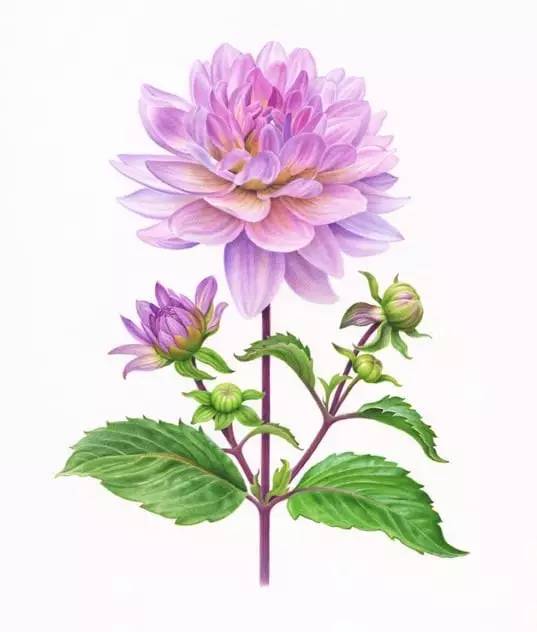karen kluglein/美国植物学艺术家,她只画花,真实的花才最美丽!