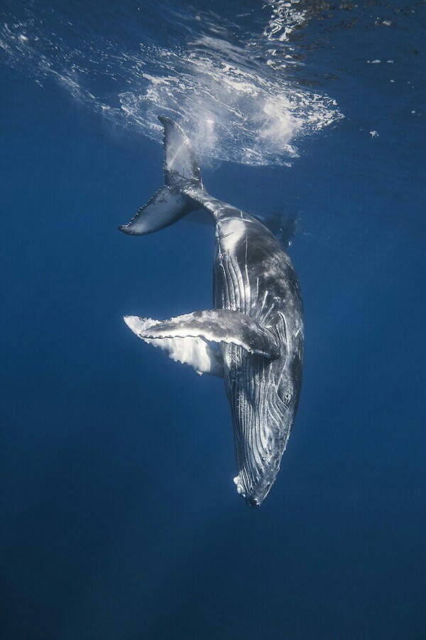 当鲸鱼在海洋中死去,它的尸体最终会沉入海底.