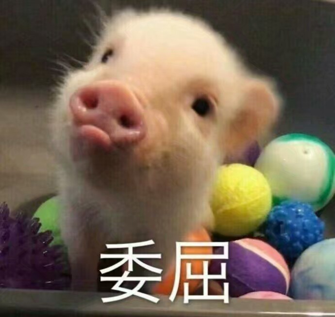 吸猪系列 搞笑 gif 暴走漫画 文字控 斗图 表情包 金馆长表情包 装逼