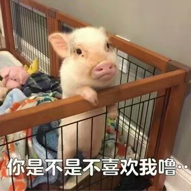吸猪系列 搞笑 gif 暴走漫画 文字控 斗图 表情包 金馆长表情包 装逼