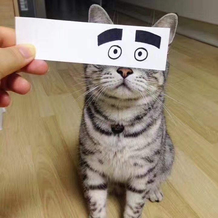 猫咪 猫猫 头像 搞笑