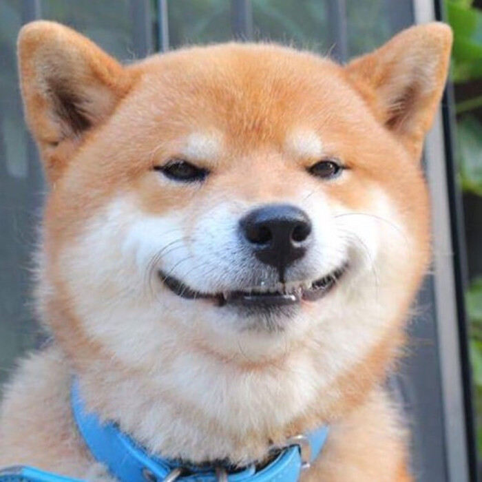 嫉妒纯洁的微笑(*^ω^*)柴犬