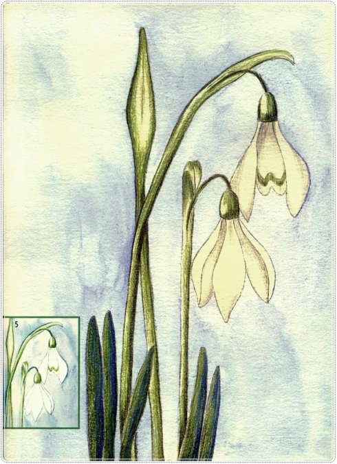 【俄】 彩铅绘画基础:花和花蕾