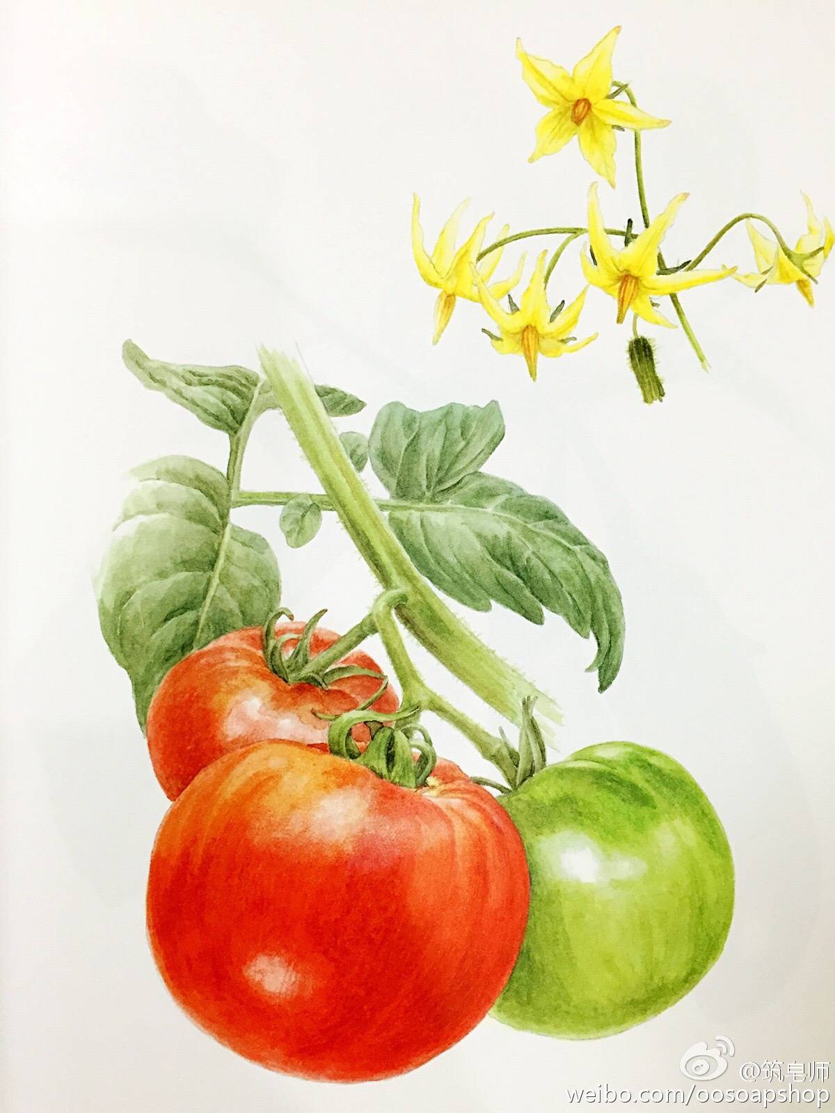 蔬果绘 茄子彩铅手绘 来自微博 @筑皂师