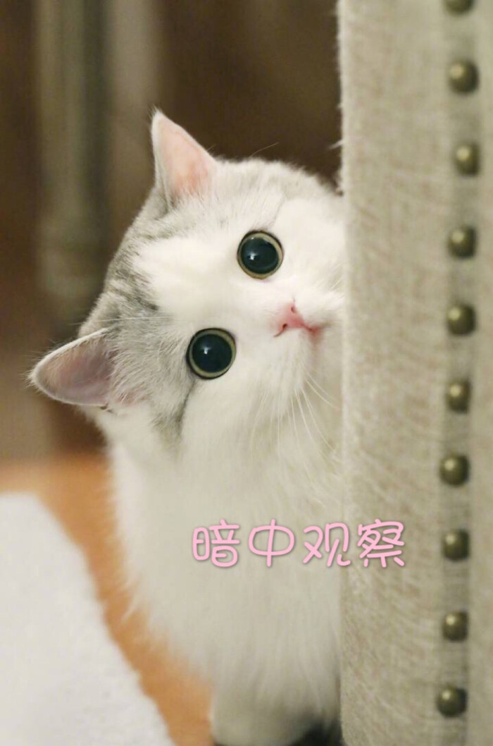 表情包哟～猫 暗中观察