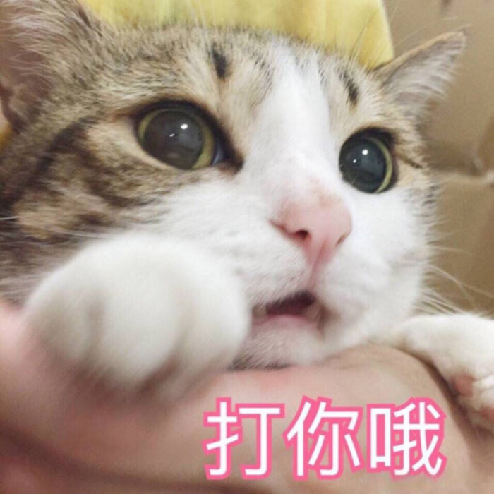 表情包哟～猫 打你哦