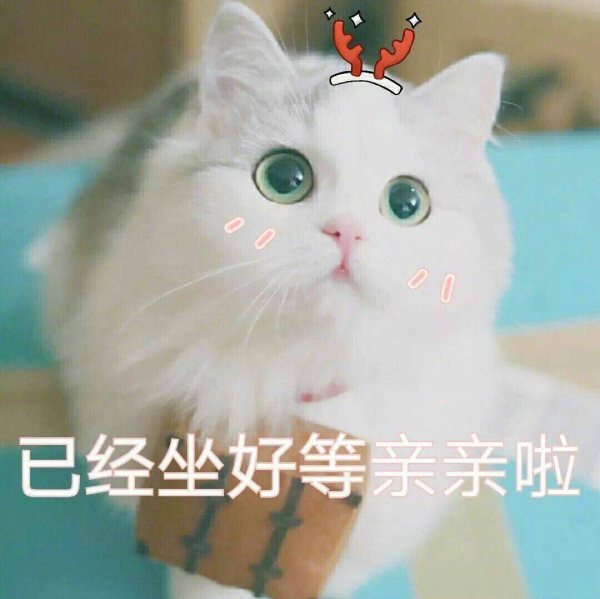 表情包哟～猫 已经坐好等亲亲啦