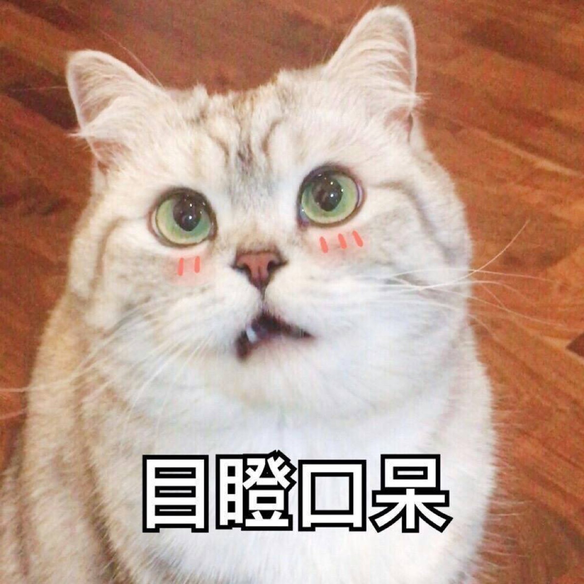 表情包哟～猫 目瞪口呆