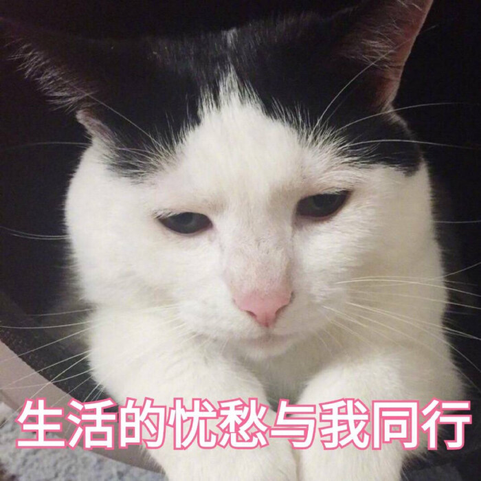 表情包哟～猫 生活的忧愁与我同在-堆糖,美好生活研究