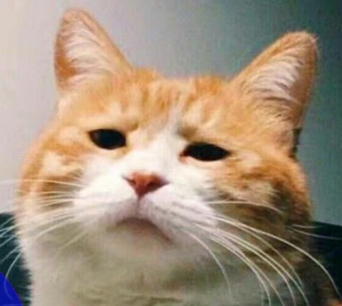 嫌弃 