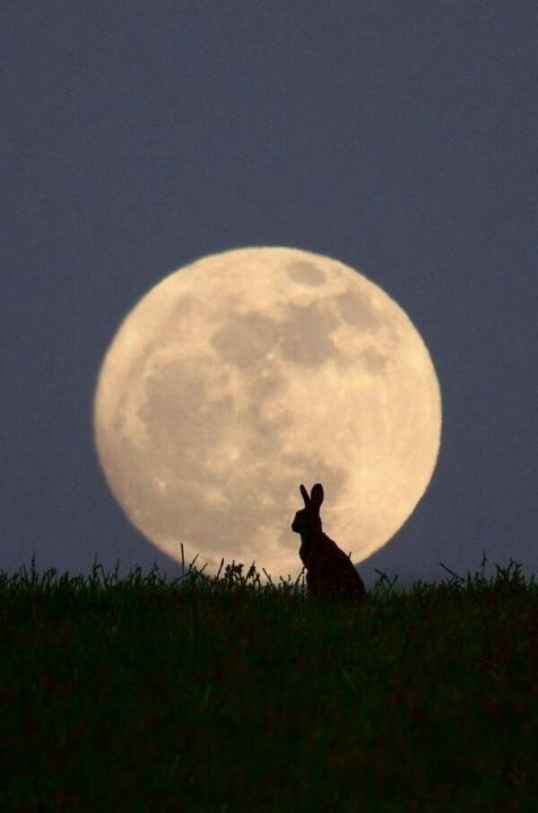 夜景 月亮 兔子