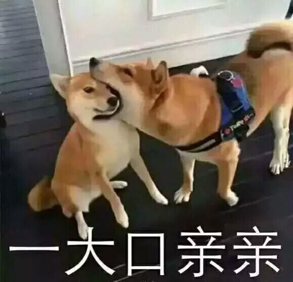 柴犬表情包 情侣