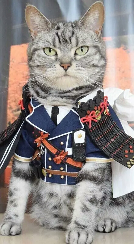 猫武士