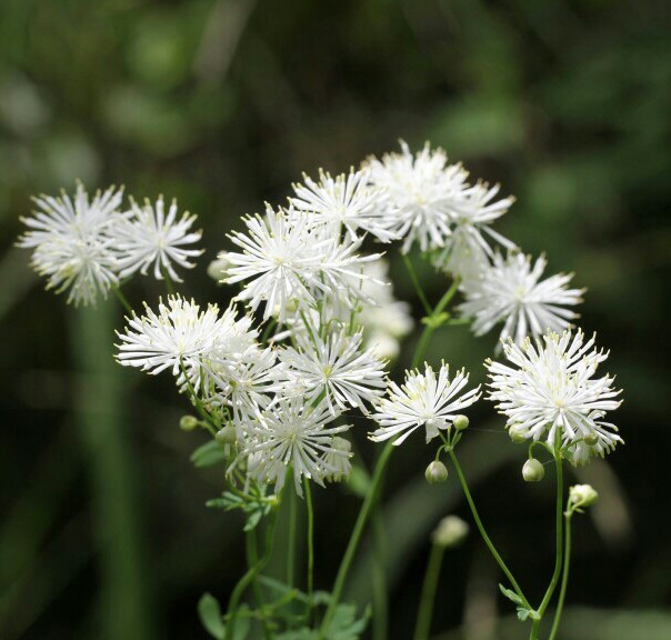 唐松草(拉丁学名:thalictrum aquilegifolium)为多年生草本植物,生