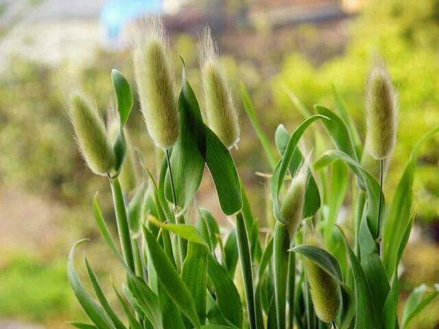 狗尾巴草