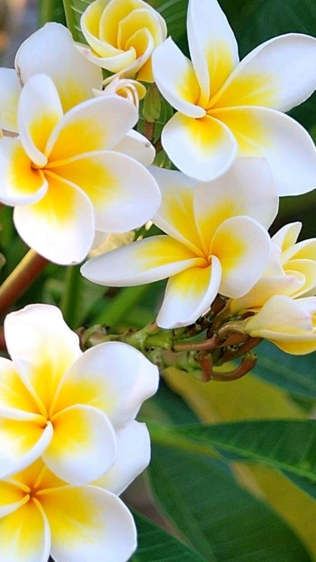 鸡蛋花 