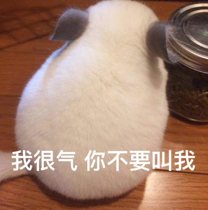 龙猫来源 微博 猫咪表情包