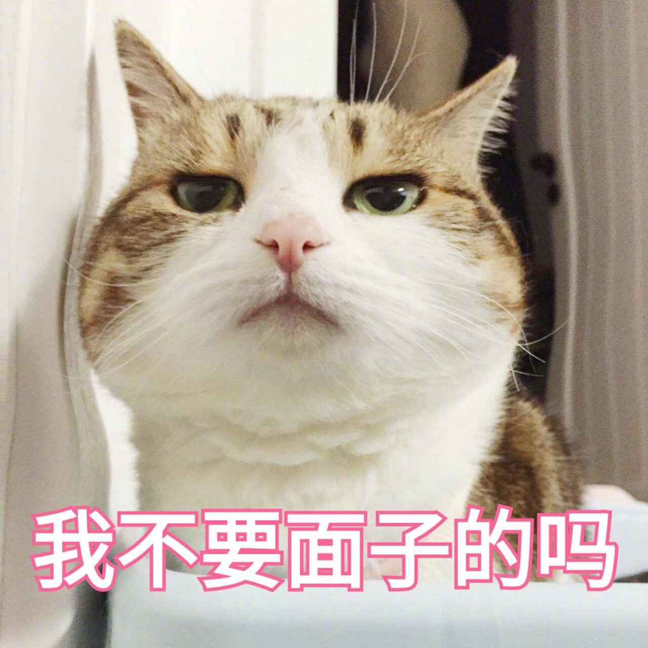 来源 微博 猫咪表情包