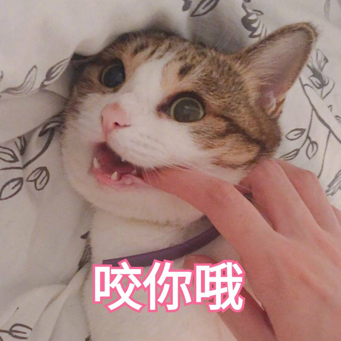 来源 微博 猫咪表情包