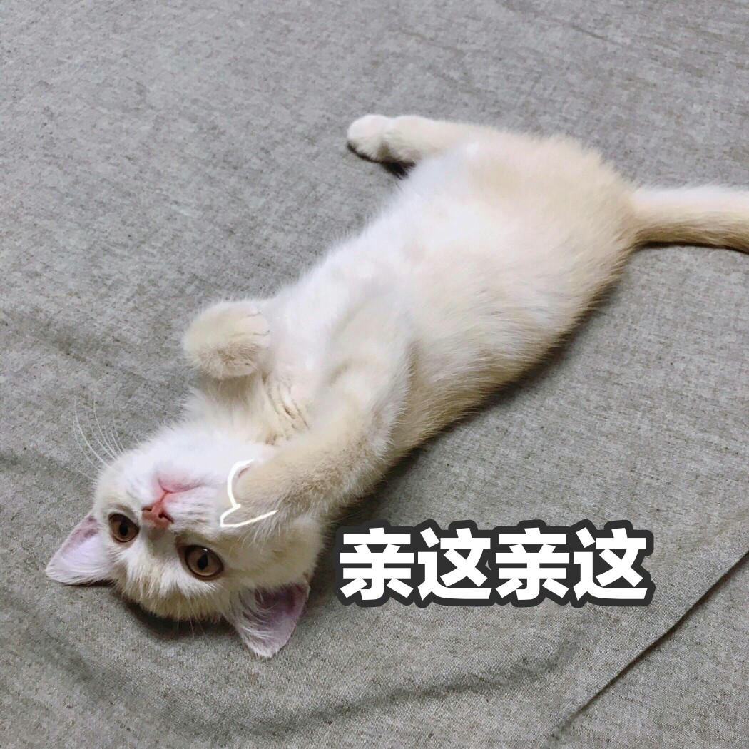 来源 微博 猫咪表情包