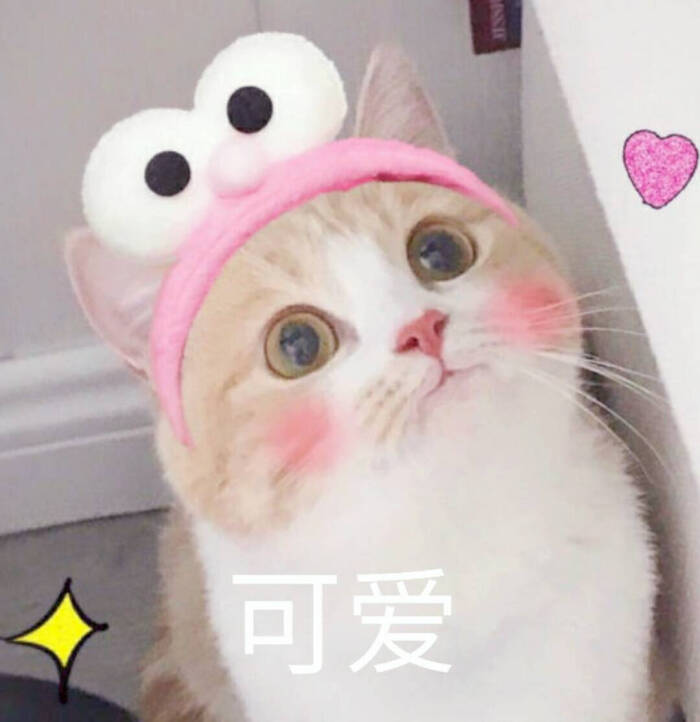 来源 微博 猫咪表情包