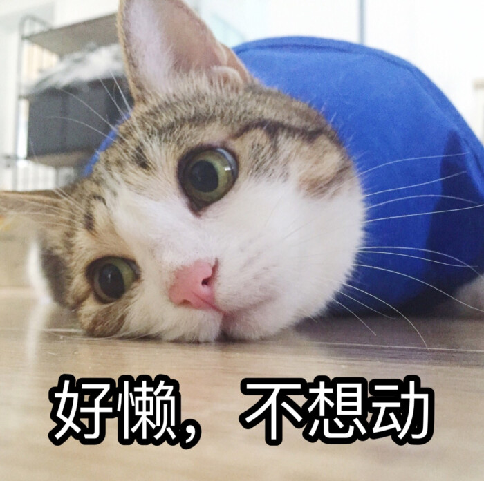 【虎斑收录】表情包 猫咪 瓜皮 聊天专用 可爱 搞笑2333