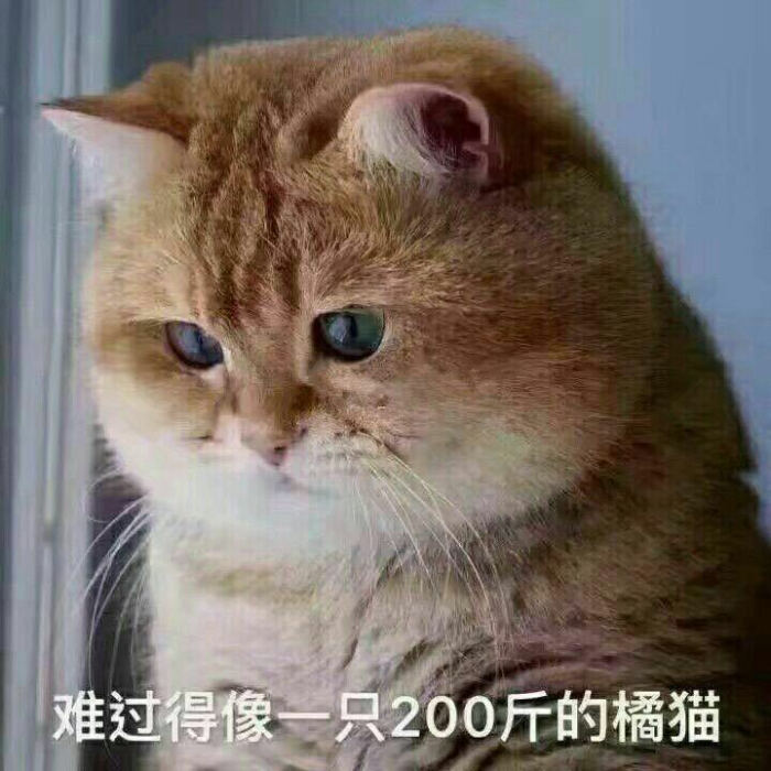 猫咪表情包