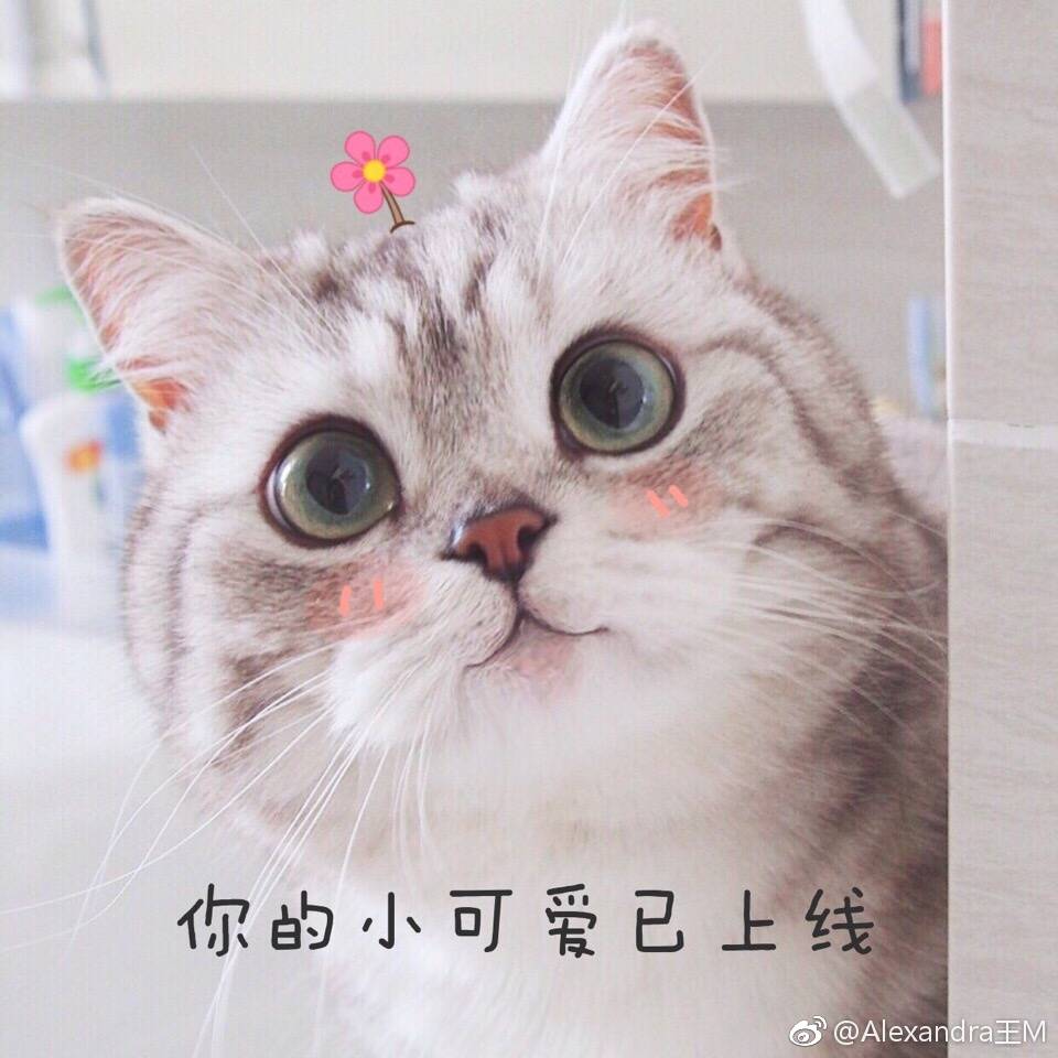 萌宠,猫咪表情包