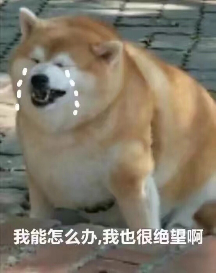 我能怎么办我也很绝望啊-堆糖,美好生活研究所